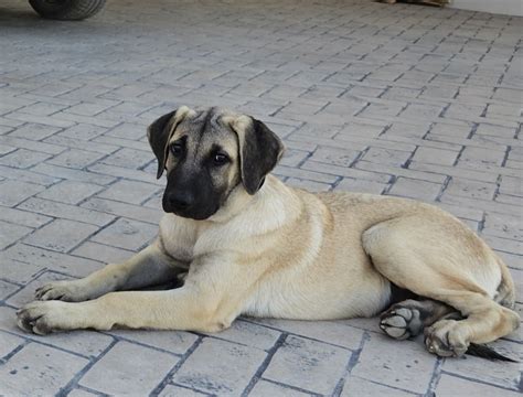 Kangal puppy - male - purebred - with full vaccinations - Take me home
