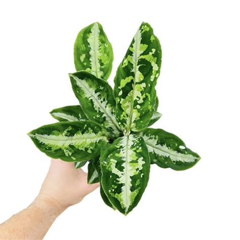 Rare Aglaonema Pictum Tricolour Mm The Jungle Collective