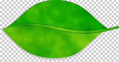 Leaf Green Hat Capital Asset Pricing Model Plants Png Clipart Biology