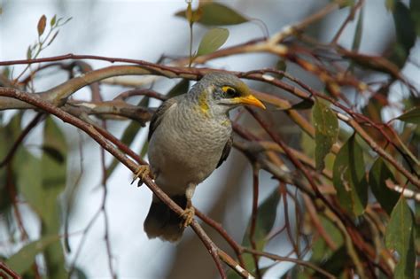 Noisy miner | BIRDS in BACKYARDS