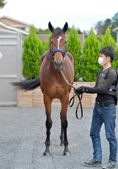 【スプリンターズs】メイケイエール 悲願成就だ 吉田助手「本格化している」競馬・レースデイリースポーツ Online