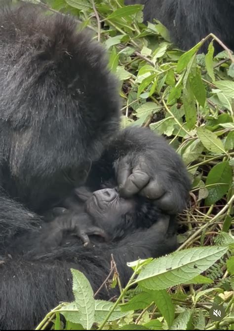 Gorilla Naming Ceremony in Rwanda - Kwita Izina