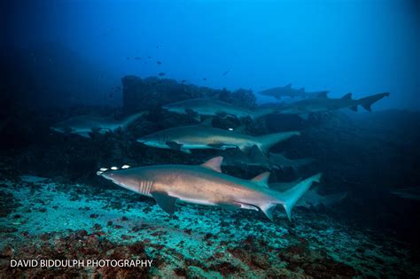 North Stradbroke Island Triple Dive Gold Coast Dive Adventures