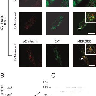 Colocalization Of EV1 Capsid Proteins And Viral RNA In Caveosomes