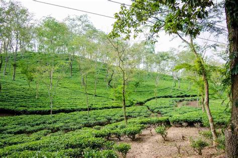 15 Famous Tea Gardens In Assam Oddessemania