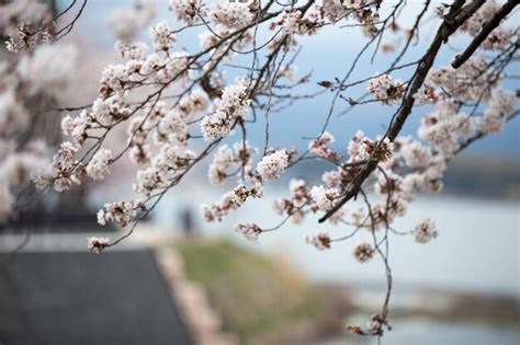 Premium Photo | Cherry blossoms or sakura at kawaguchiko lake