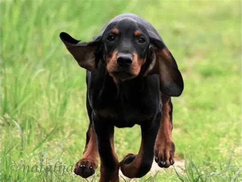 Black and Tan Coonhound Dog Breed Information, Images, Characteristics ...