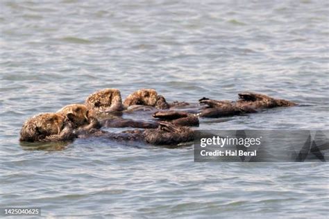 28 Sea Otter Raft Stock Photos, High-Res Pictures, and Images - Getty Images