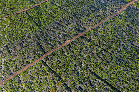 Aerial Image Showing Typical Vineyard Culture Viticulture Landscape