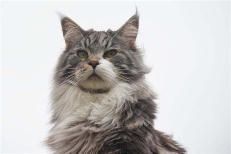 50 000 Kostenlose Maine Coon Katze Und Maine Coon Bilder Pixabay