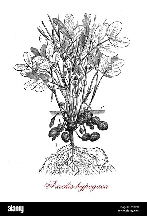 Vintage Engraving Of Peanut Or Arachis Hypogaea Tropical Legume Crop