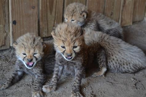 Update Live Baby Cheetah Cam Added At Metro Richmond Zoo