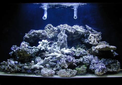 Tag Fiji Live Rock Reef Builders The Reef And Saltwater Aquarium Blog