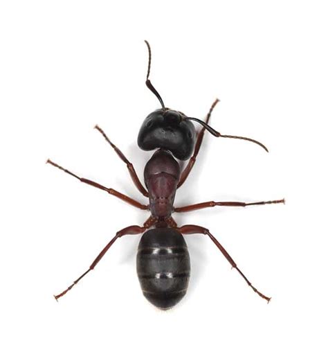 Ant Pest Control / Exterminator Services | Seattle Area | Stop Bugging Me