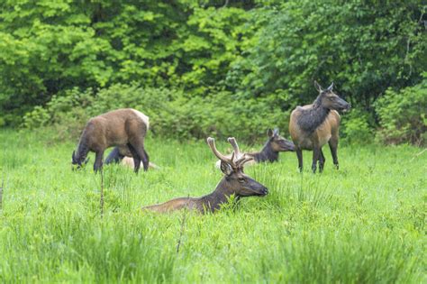 Roosevelt Elk Hoh Rainforest Meadow Olympic National Park Flickr