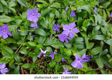 Periwinkle Herbaceous Perennial Evergreen Ground Cover Stock Photo ...