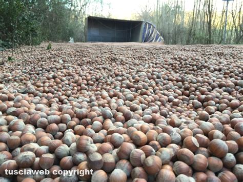 Camion Si Ribalta E Perde Le Nocciole Tusciaweb Eu