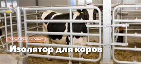 Изолятор для больных коров — как обустроить