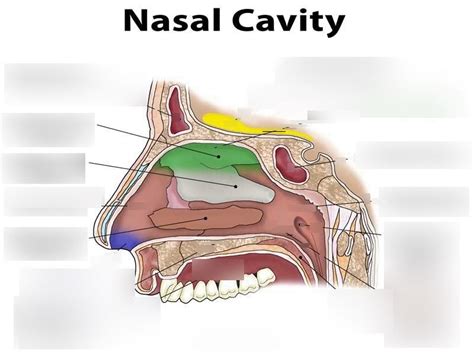 Lab Nasal Cavity Lateral Walls Formed By Bone And Hyaline