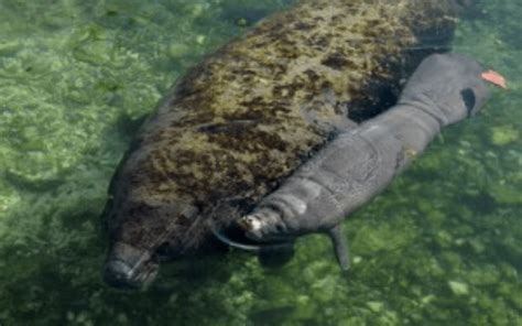 Newborn Manatee in Dolphin Discovery Puerto Aventuras! | Dolphin ...