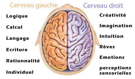 Vous êtes cerveau droit ou cerveau gauche Right brain Brain