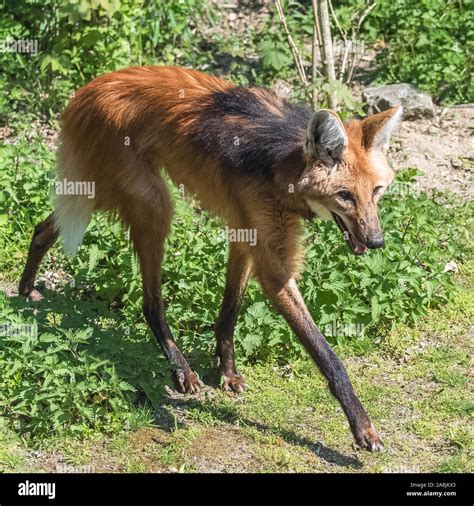 Close Up View Of Maned Wolf Chrysocyon Brachyurus Stock Photo Alamy