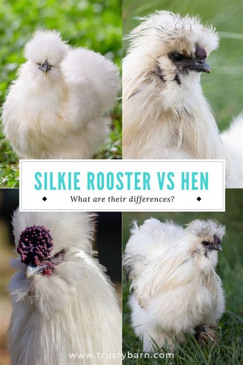 Silkie Rooster vs Hen: Deciphering the Differences | Silkie rooster ...