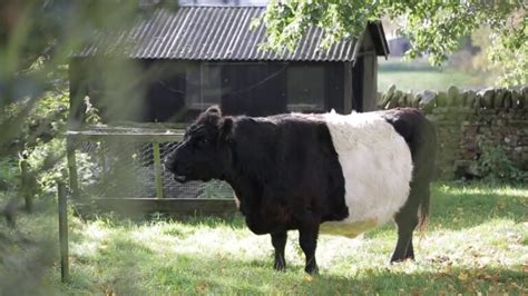 7 Fluffy, Long-Haired Cow Breeds: Pictures & Facts