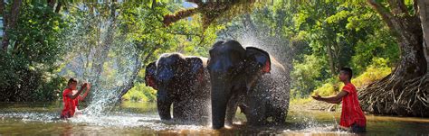 Phuket Elephant Sanctuary – Phuket Elephant rides