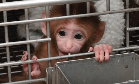 NIH Ending Baby Monkey Experiments | PETA