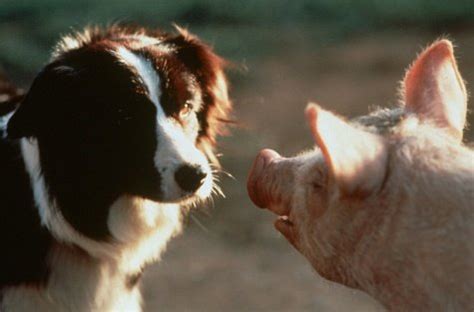 In So Many Words BABE Starring James Cromwell