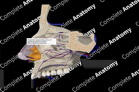 Posterior Septal Branches of Sphenopalatine Artery | Complete Anatomy