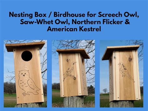 Owl Nesting Box, Screech Owl, Saw Whet-Owl, Northern Flicker, American ...