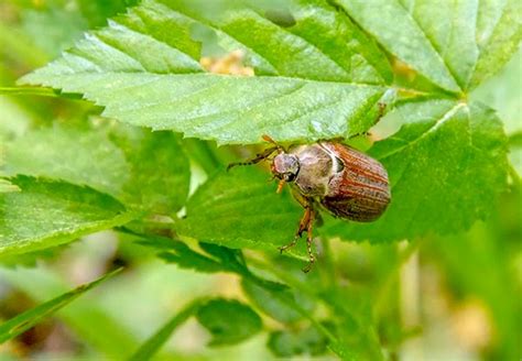 June Bugs How To Control And Eliminate These Irritating Pests