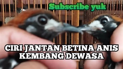 CIRI JANTAN BETINA ANIS Kembang DEWASA AKURAT SIMPEL DAN JELAS YouTube