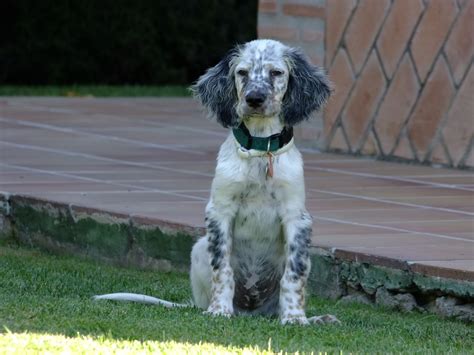 Dogs, English Setter, Grass, Puppy, HD Wallpaper | Rare Gallery