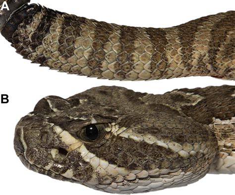 Crotalus Viridis Showing Narrow Caudal Rings Of The Same Colors As The