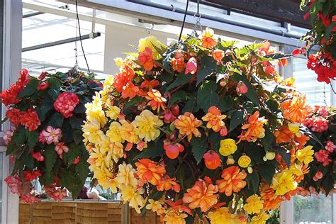 Plantopia Hanging Basket Small Greenleaf Garden Center