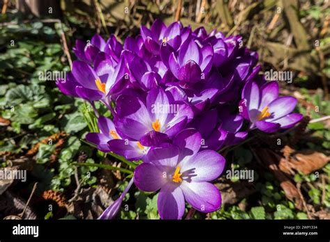 Lila Krokusse Crocus spez blühend Stock Photo Alamy