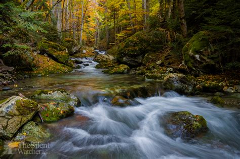 Peaceful Autumn – The Silent Watcher