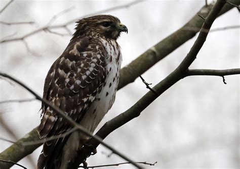 What Maryland Hawks Please? - Help Me Identify a North American Bird ...