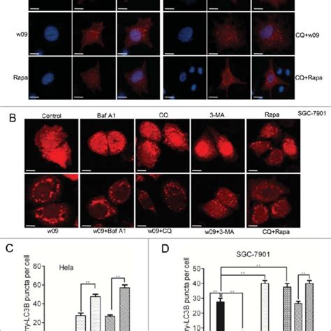 W Induces Autophagic Flux In Gastric Cancer Cells Hela A Or