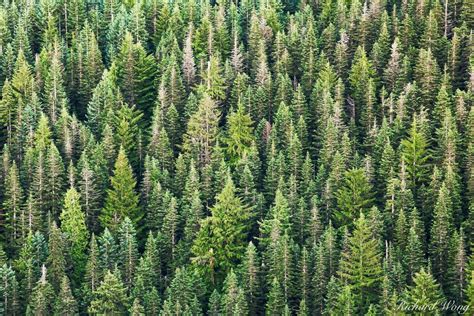 Trees | Mount Hood National Forest, Oregon | Richard Wong Photography