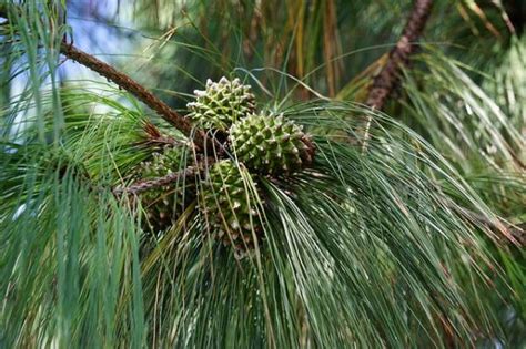 Plantas Gimnospermas Qu Son Caracter Sticas Y Ejemplos Con V Deo