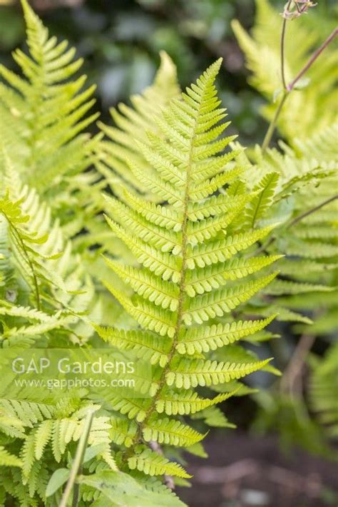 Fern Fronds Stock Photo By Gap Photos Image 1510003