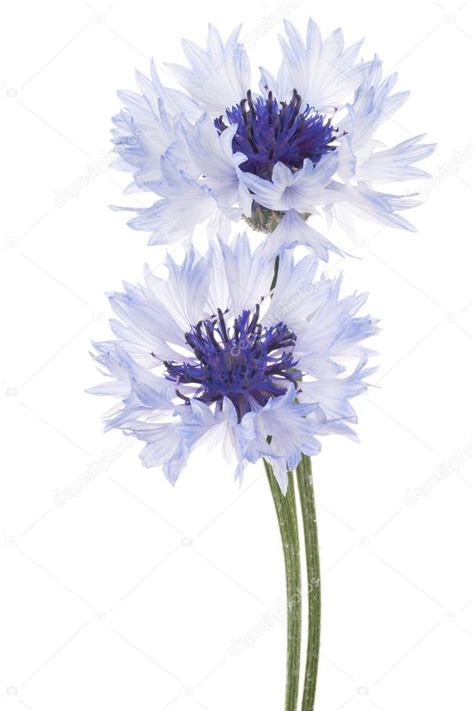 National Flower Of Estonia | Best Flower Site