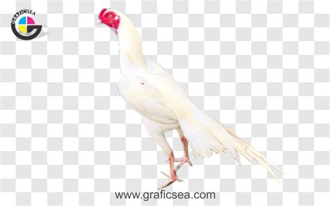 Rooster Chicken White Aseel Fighter Kukar Png Image Free Download