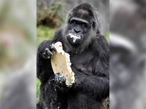 Älteste bekannte Gorilladame der Welt feiert 61 Geburtstag SN at