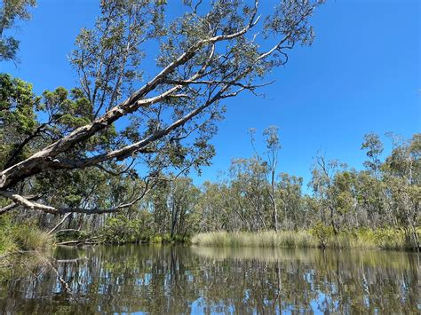 Self Guided Noosa Everglades Kayak Tour 2022 Noosa Sunshine Coast