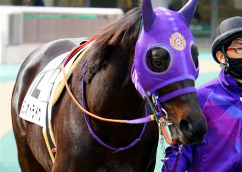 2022年2月19日東京競馬★4歳以上1勝クラス★ヨシオドライヴ★パドック 公式：黒澤ひかりのキラキラ日記～magic Kiss